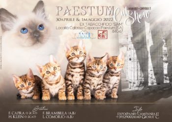 A PAESTUM la prima Esposizione Internazionale Felina “PAESTUM CAT SHOW”