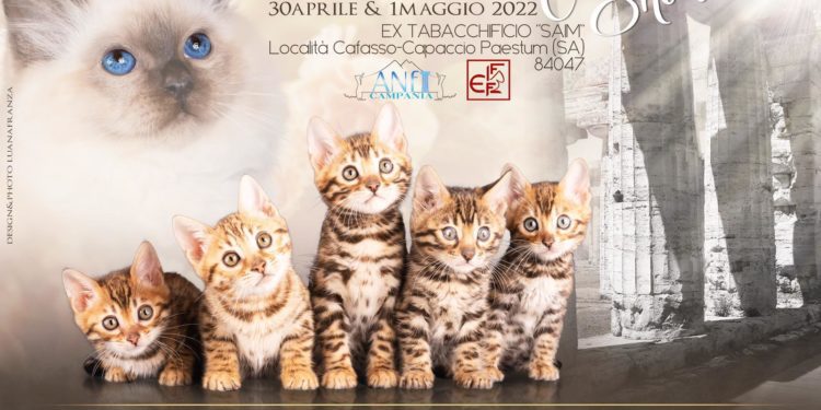 A PAESTUM la prima Esposizione Internazionale Felina “PAESTUM CAT SHOW”