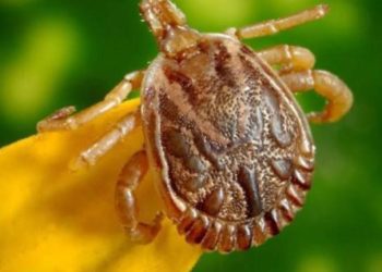 Allarme zecche in Italia