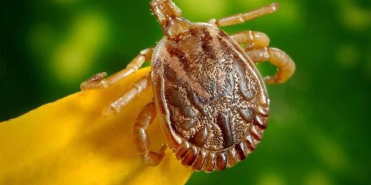 Allarme zecche in Italia