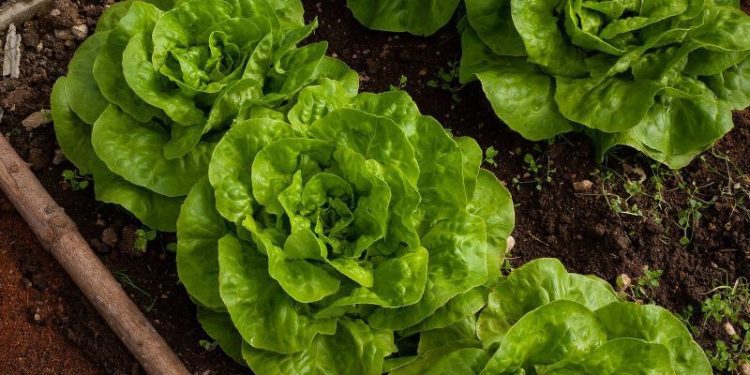 Orto e pollaio in giardino: quali sono le regole da rispettare