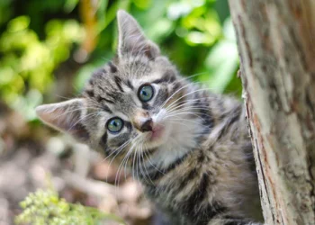 Patologie del gatto, come si riconoscono?