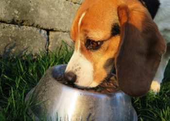 Allergie ed intolleranze nel cane: l’importanza di seguire una dieta ipoallergenica