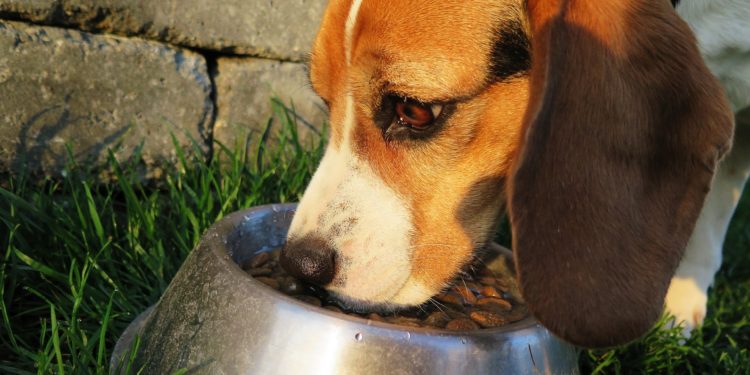 Allergie ed intolleranze nel cane: l’importanza di seguire una dieta ipoallergenica
