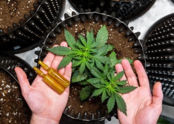 Il CBD in Italia e in Europa: la situazione legale