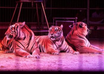 A Bitonto l’incantevole sogno africano  del Circo Paolo Orfei