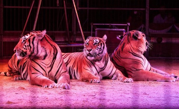 A Bitonto l’incantevole sogno africano  del Circo Paolo Orfei