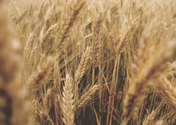 Pirateria agroalimentare – Sequestrate 382 tonnellate di cereali in Puglia e in Sicilia