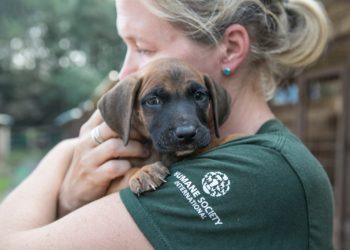 La non profit HSI-Humane Society International arriva a Napoli