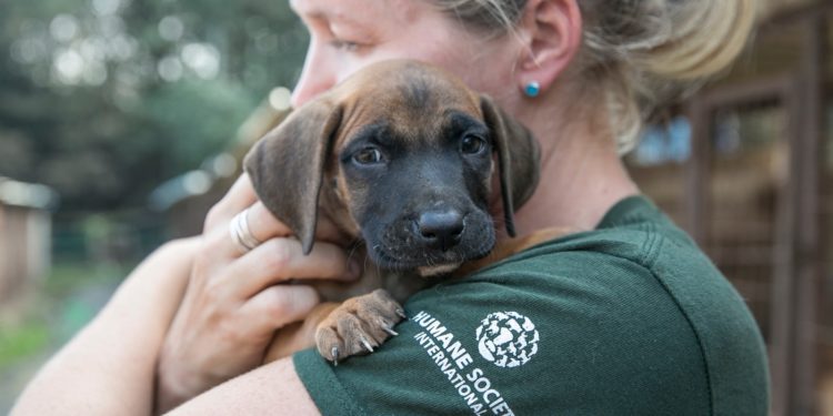 La non profit HSI-Humane Society International arriva a Napoli