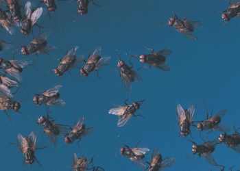 Ecco come proteggersi dagli insetti in estate