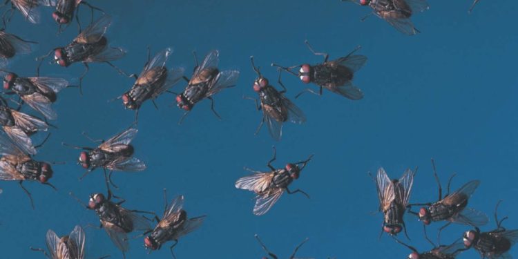 Ecco come proteggersi dagli insetti in estate