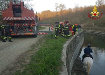 Torino: Salvato dai Vigili Del Fuoco un cavallo finito in un canale | Il video