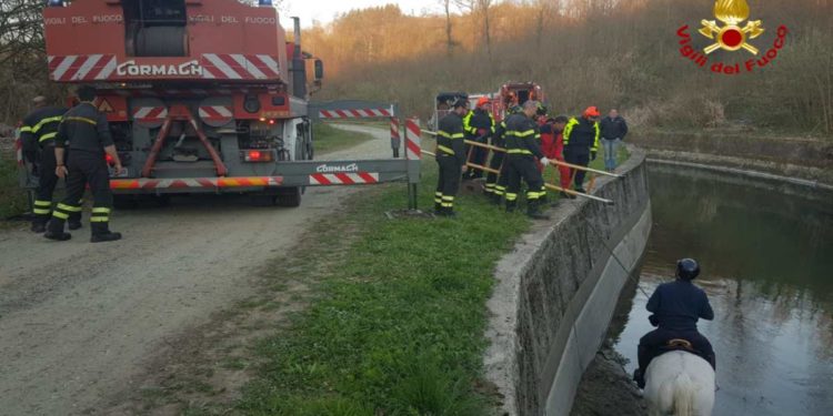 Torino: Salvato dai Vigili Del Fuoco un cavallo finito in un canale | Il video