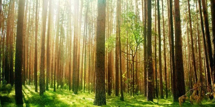 Giornata internazionale delle Foreste