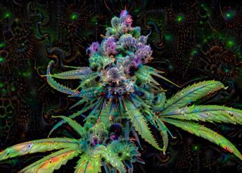 Cannabis e cuore, l’allarme: con uso quotidiano +34% rischio coronarie