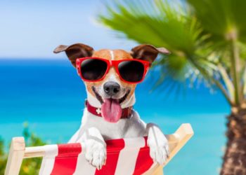 Animali: consigli e rimedi contro il caldo