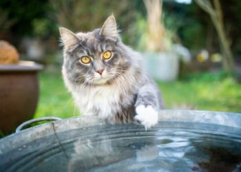 I gatti hanno paura dell’acqua?