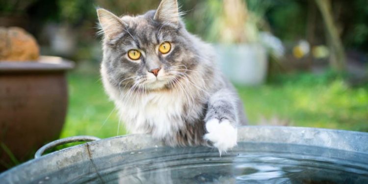 I gatti hanno paura dell’acqua?