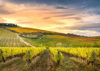 Le dieci specialità da assaggiare nelle Marche