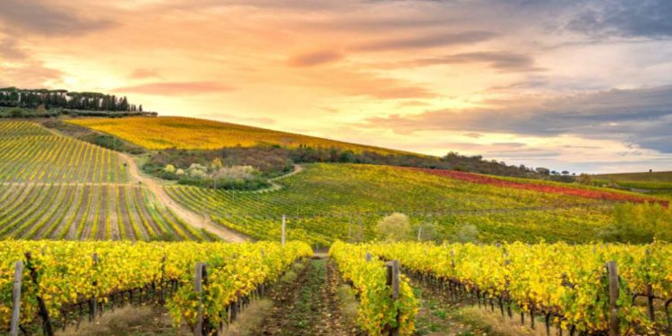 Le dieci specialità da assaggiare nelle Marche