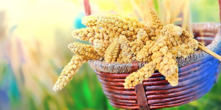 La bellezza vien dal miglio: dalle proprietà del cereale un aiuto per pelle e capelli