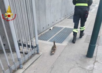Torino: Soccorsi dodici anatroccoli | Il video