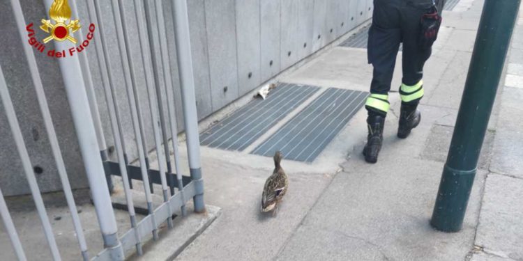 Torino: Soccorsi dodici anatroccoli | Il video