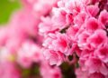 LA FORZA DELLE DONNE | AZALEA DELLA RICERCA DI FONDAZIONE AIRC | 14 MAGGIO FESTA DELLA MAMMA