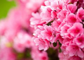 LA FORZA DELLE DONNE | AZALEA DELLA RICERCA DI FONDAZIONE AIRC | 14 MAGGIO FESTA DELLA MAMMA