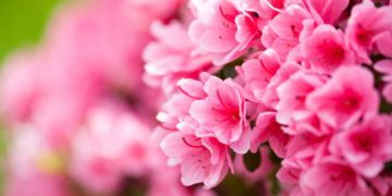 LA FORZA DELLE DONNE | AZALEA DELLA RICERCA DI FONDAZIONE AIRC | 14 MAGGIO FESTA DELLA MAMMA
