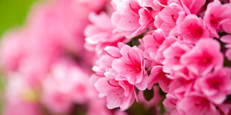 LA FORZA DELLE DONNE | AZALEA DELLA RICERCA DI FONDAZIONE AIRC | 14 MAGGIO FESTA DELLA MAMMA