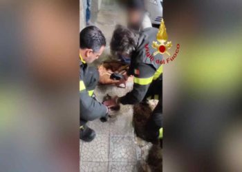 Calimera: Salvato gatto bloccato in una tubatura | Il video