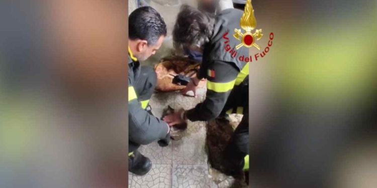 Calimera: Salvato gatto bloccato in una tubatura | Il video