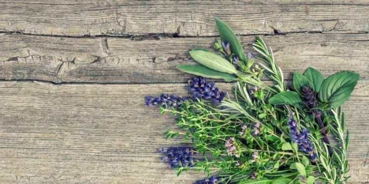 Torna Menta e Rosmarino 10-11 giugno 2023 | Undicesima edizione | Lago d’Orta