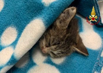 Roma: Salvata una gattina in zona Battistini, il ringraziamento dei condomini | Il video