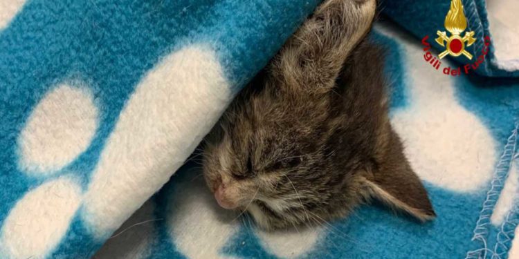 Roma: Salvata una gattina in zona Battistini, il ringraziamento dei condomini | Il video