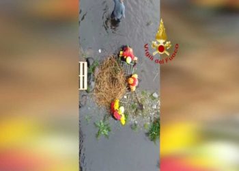 Verbania: Messa in sicurezza di un nido di cigni | Il video