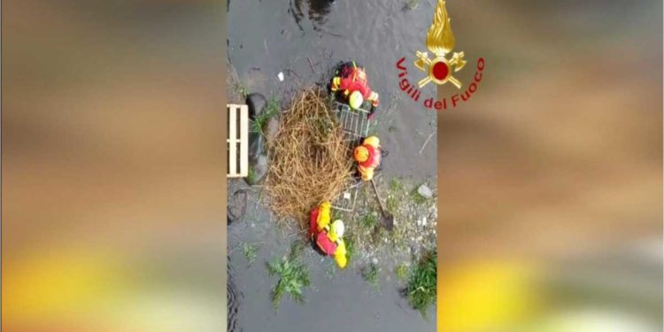 Verbania: Messa in sicurezza di un nido di cigni | Il video