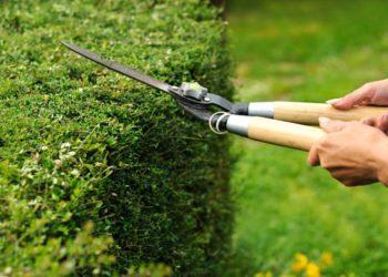 Come potare le siepi in modo perfetto