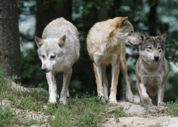 IL RICHIAMO DEI LUPI | La collaborazione di Cracking Art e Asilo Bianco porta 50 lupi sul lago d’Orta