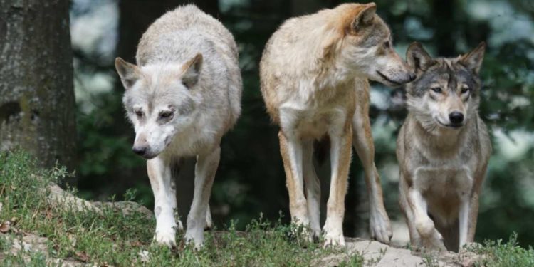 IL RICHIAMO DEI LUPI | La collaborazione di Cracking Art e Asilo Bianco porta 50 lupi sul lago d’Orta