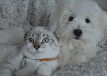 Animali domestici e caldo estremo: come proteggerli?