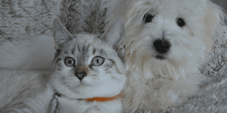 Animali domestici e caldo estremo: come proteggerli?