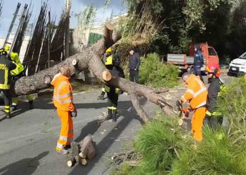 CROLLA PINO A FORIO, TRAGEDIA SFIORATA, SAVIO: ”ORA BASTA RISCHIARE LA VITA SULLE NOSTRE STRADE”