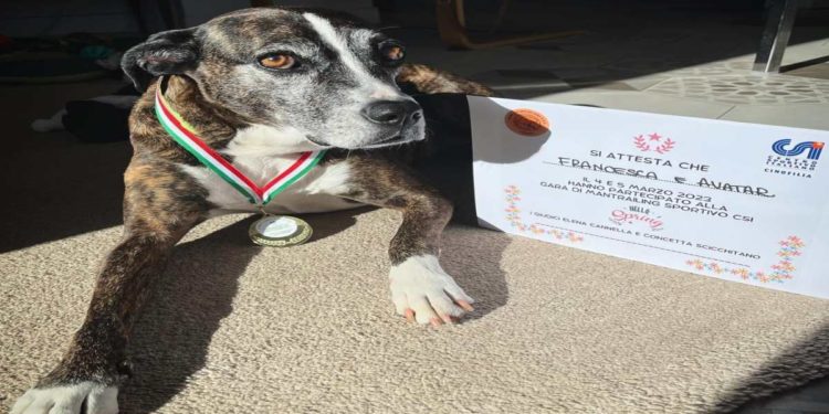 Mantrailing Csi: a Porta di Roma: i  cani da podio nel campionato nazionale