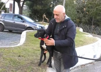 ZARA, IL CANE RITROVATO SULLE COLLINE FORIANE, CERCA UNA FAMIGLIA CHE LO ADOTTI