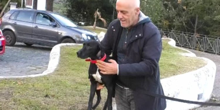 ZARA, IL CANE RITROVATO SULLE COLLINE FORIANE, CERCA UNA FAMIGLIA CHE LO ADOTTI