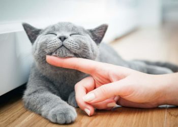 Allergia al gatto, la causa ‘resta’ in casa anche se il micio non c’è