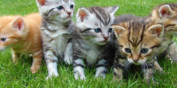 Festa del gatto 17 febbraio, perché si festeggia oggi